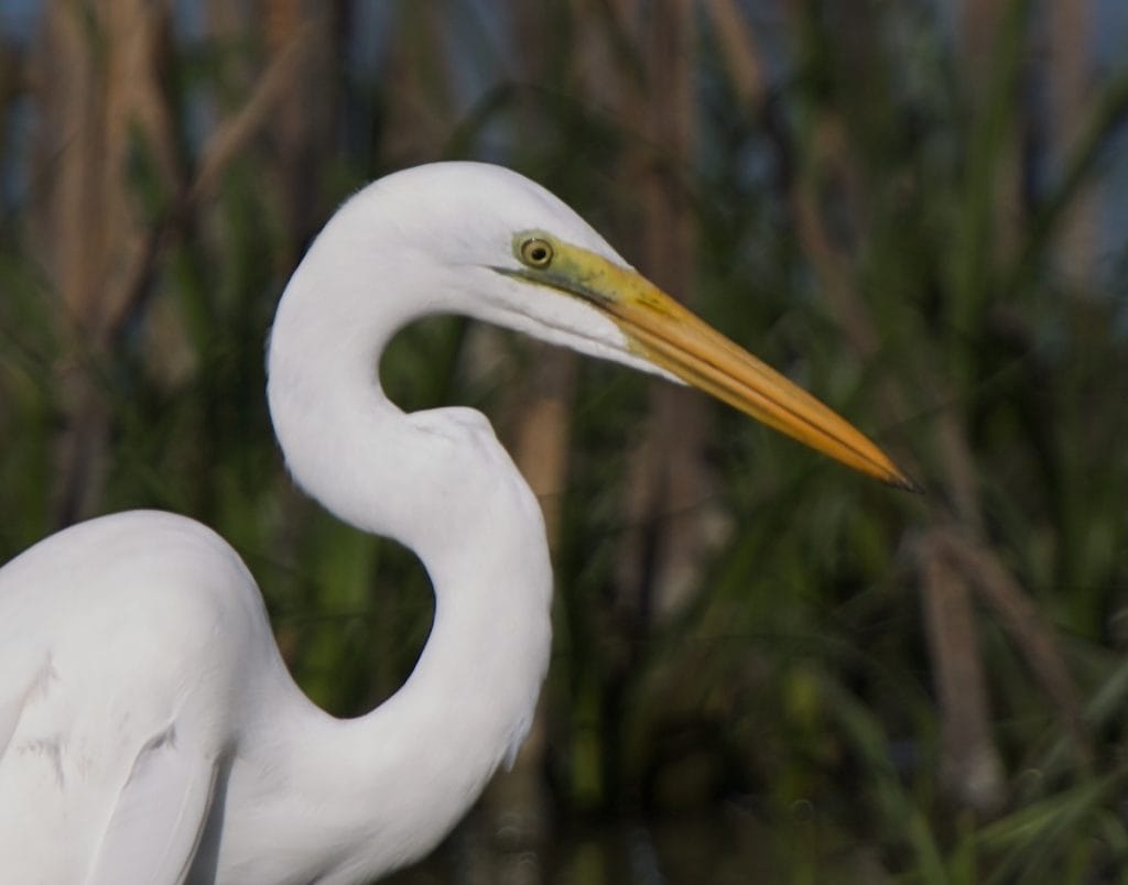 Great Egret 1 – Wild Bird Club Of The Philippines