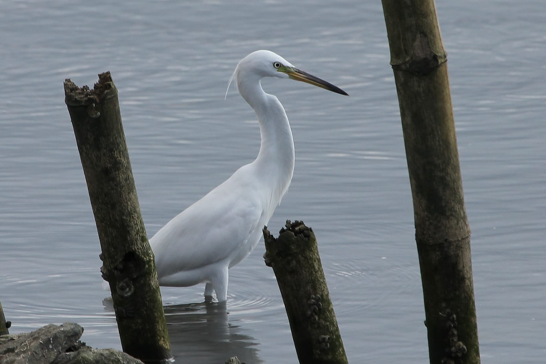 Chinese Egret seen from the Bamboo Bridge. Photo by Christian Perez.