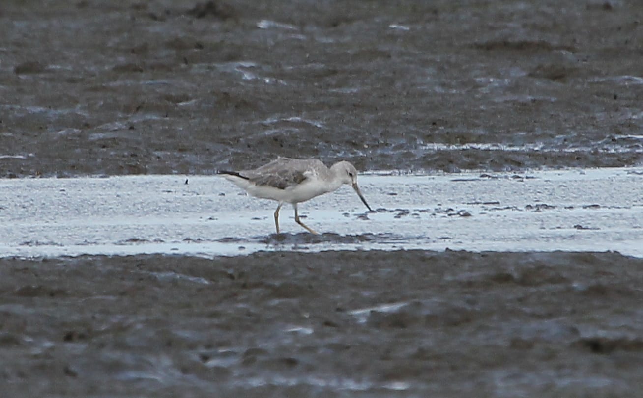 The rare Nordmann's Greenshank spotted in Tibsoc. Photo by Christian Perez.