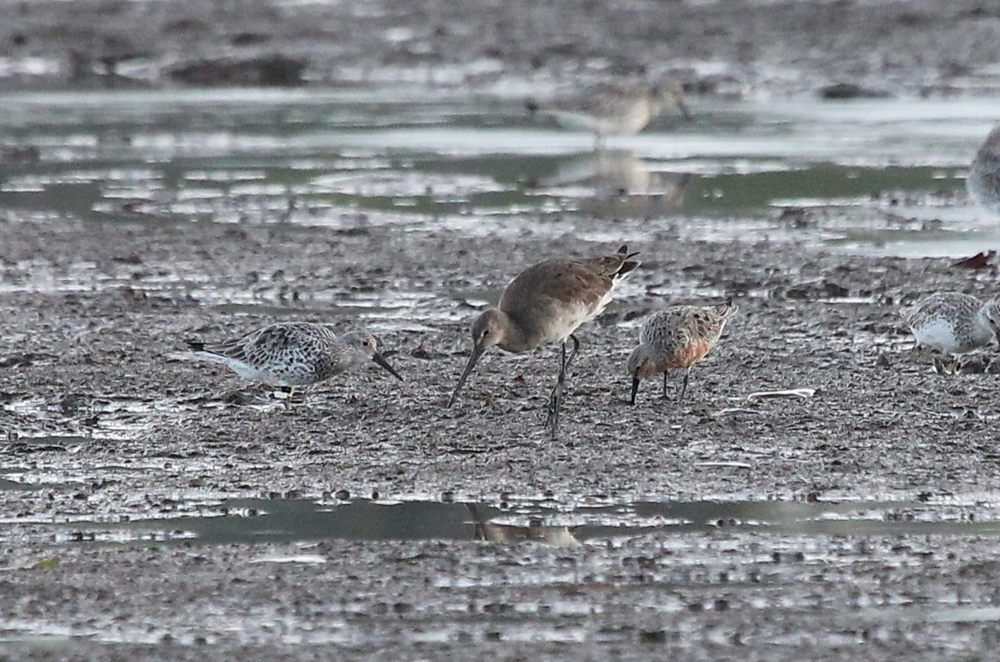 Red Knot (right) together with a Great Knot and a Black-tailed Godwit. Photo by Christian Perez.