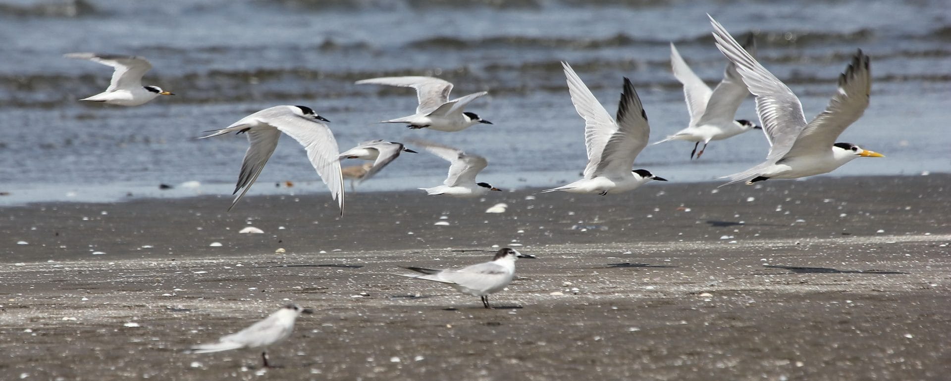 Little Tern on the left, Common Tern in the center, and Great Created Tern on the right. Photo by Christian Perez.