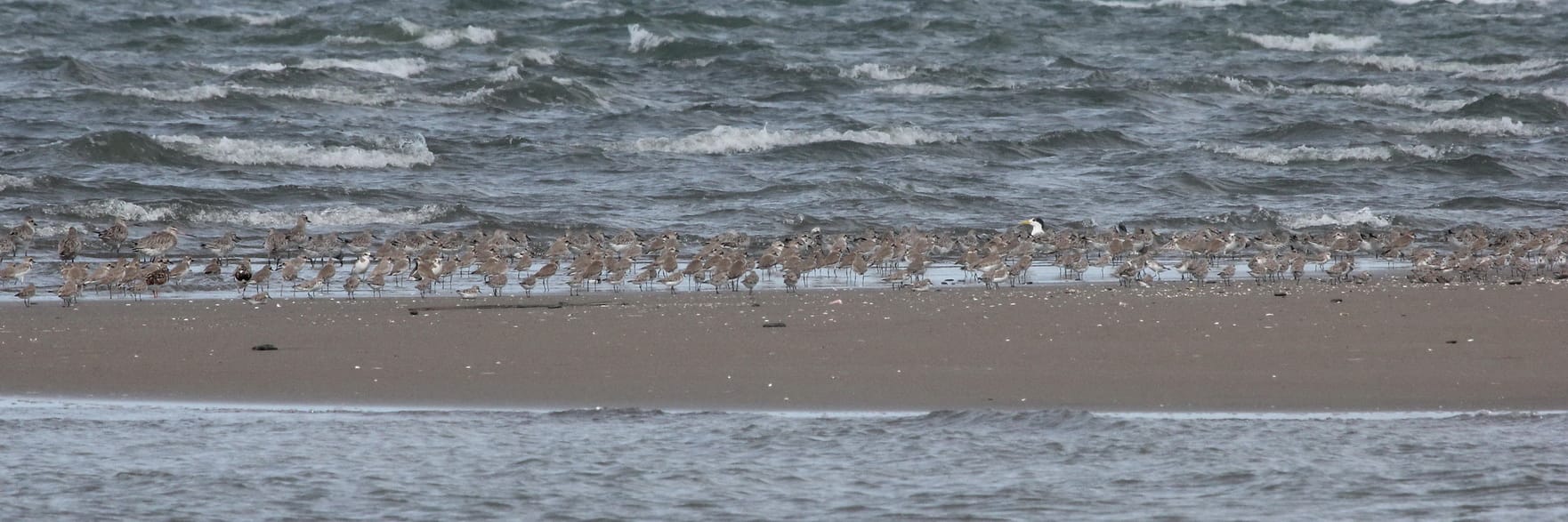 Hundreds of waders on the sandbar at high tide. Photo by Christian Perez.