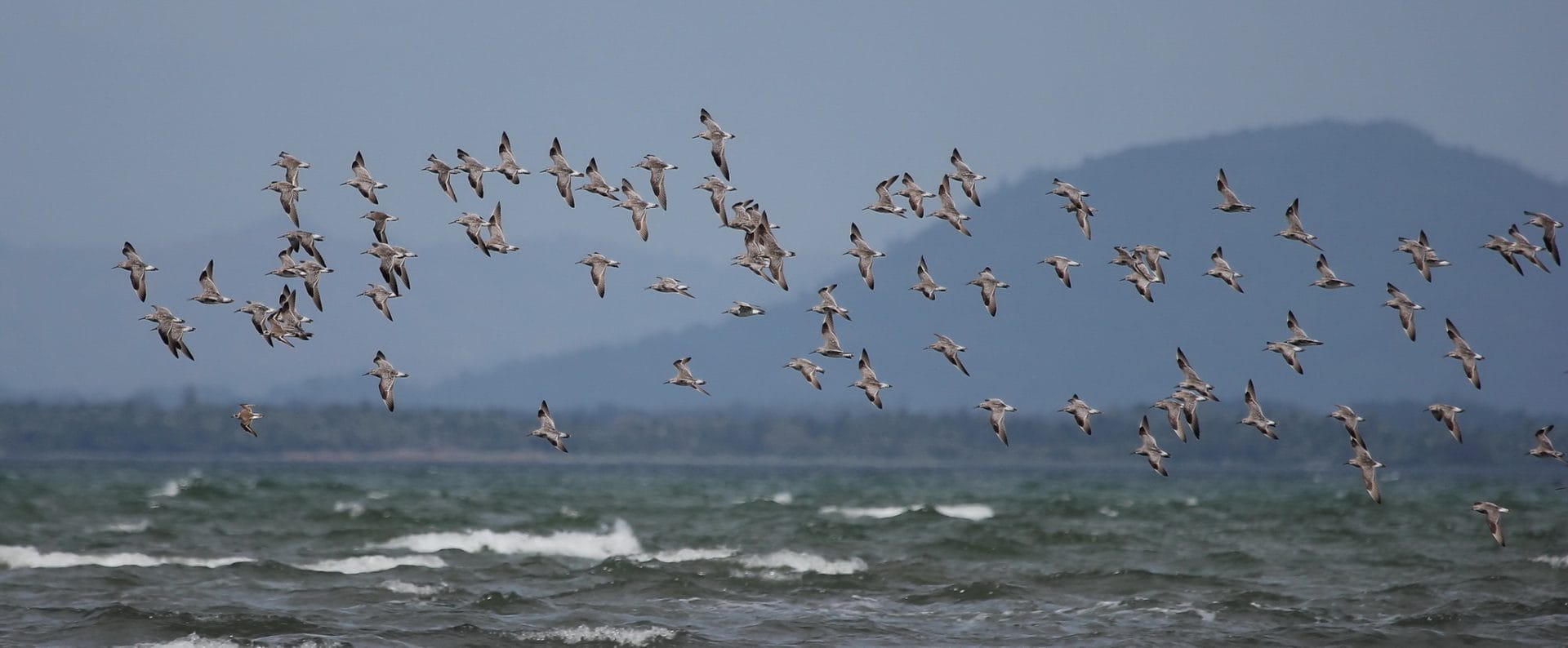 A great flight of Great Knot. Photo by Christian Perez.