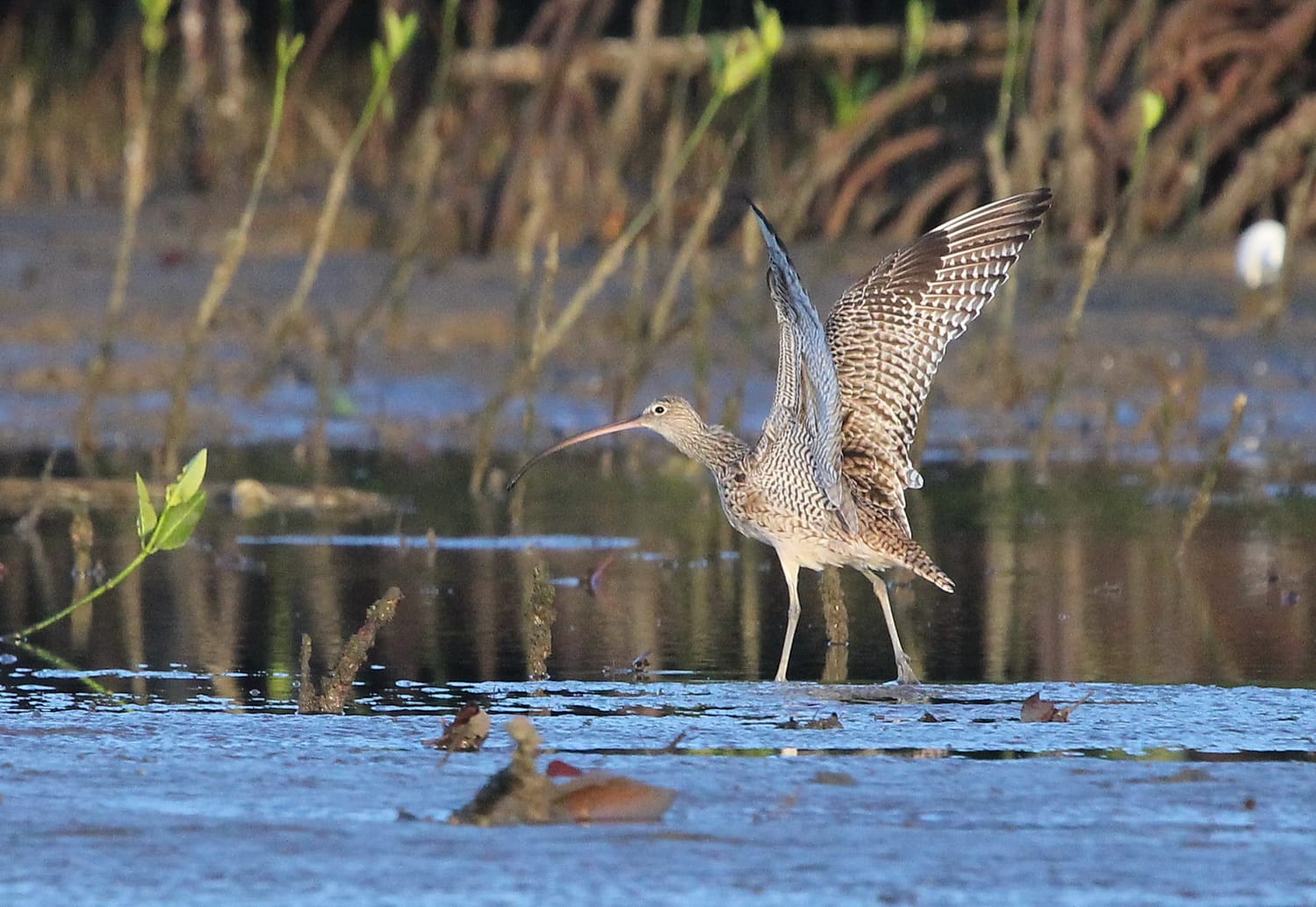 Far Eastern Curlew. Photo by Christian Perez.