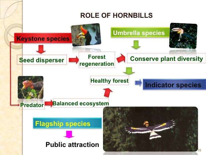6th International Hornbill Conference, Dr. Vijak Chimchome, slide 10