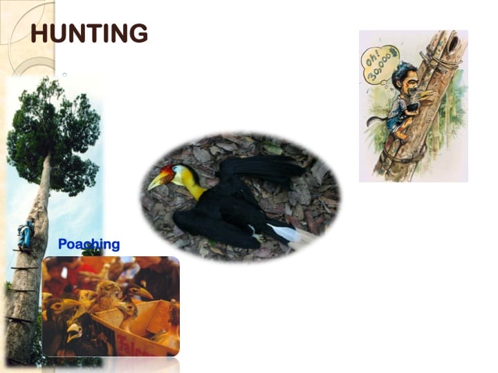 6th International Hornbill Conference, Dr. Vijak Chimchome, slide 12