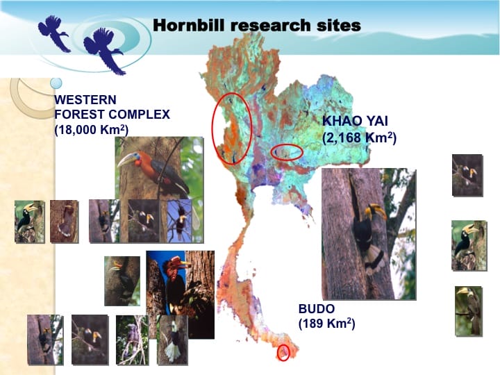 6th International Hornbill Conference, Dr. Vijak Chimchome, slide 14