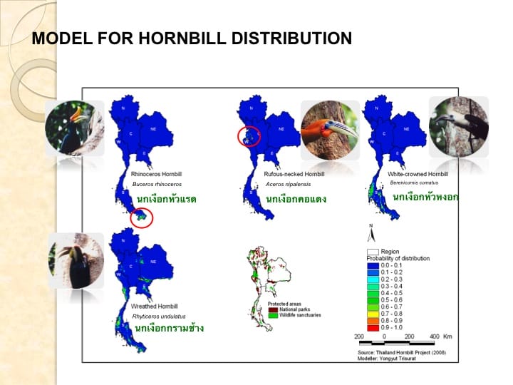 6th International Hornbill Conference, Dr. Vijak Chimchome, slide 18