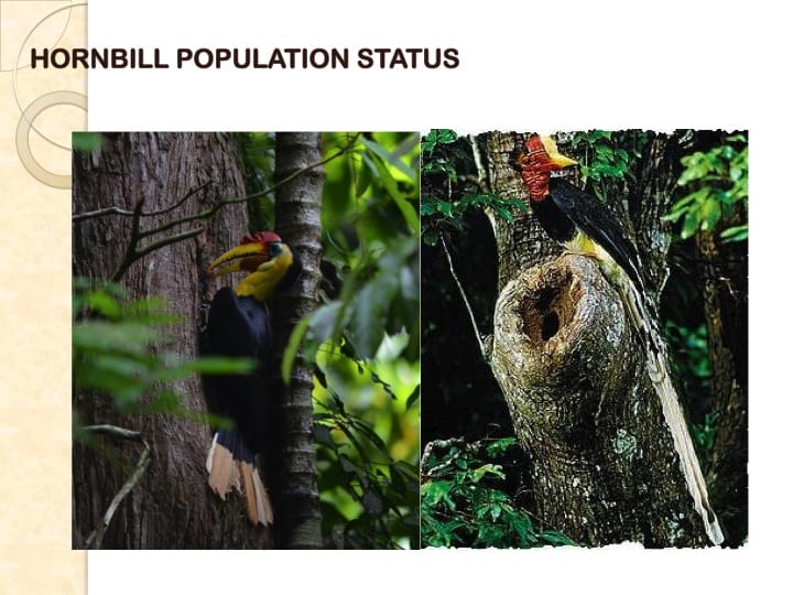6th International Hornbill Conference, Dr. Vijak Chimchome, slide 20