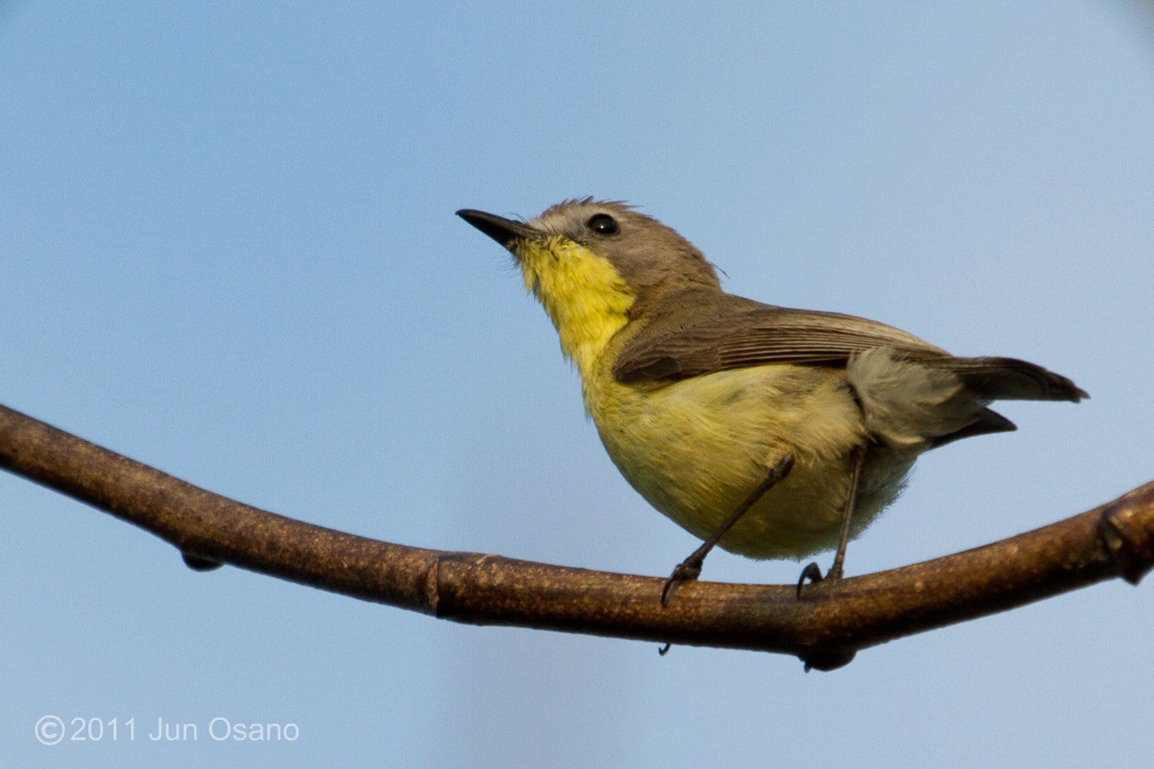 The tiny Golden-bellied Flyeater is more often heard. Photo by Jun Osano.