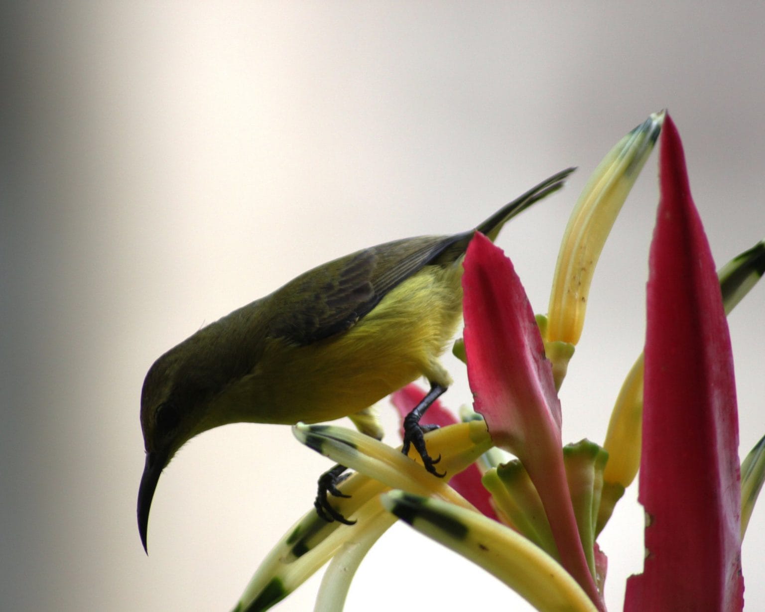 10 Most Common Urban Birds Wild Bird Club of the Philippines