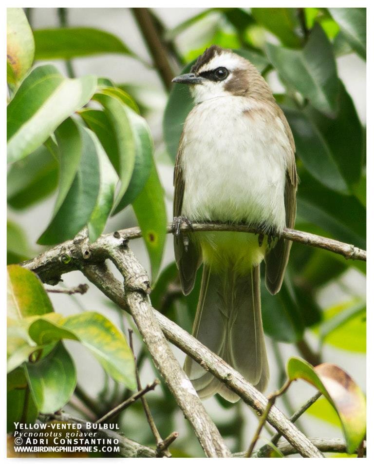 Try to keep your eyes out for Yellow-vented Bulbuls in your garden. Photo by Adri Constantino.