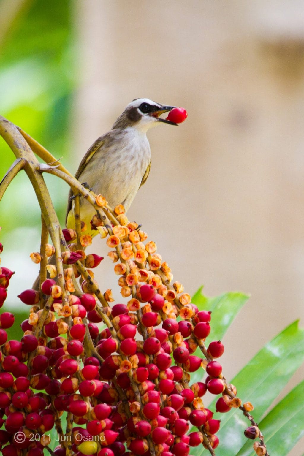 10 Most Common Urban Birds Wild Bird Club of the Philippines