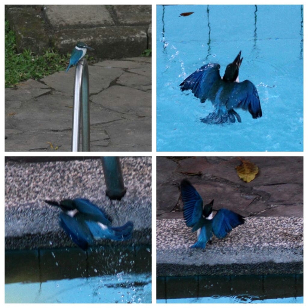 Here's a photo collage of a White-collared Kingfisher taking a dive in the pool. Photos by Ixi Mapua.