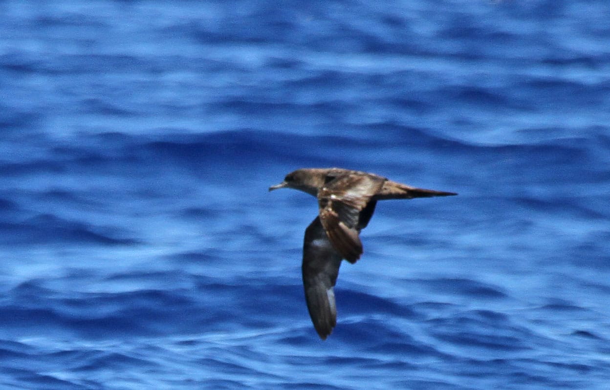 Wedge-tailed Shearwater - Photo by Pete Simpson