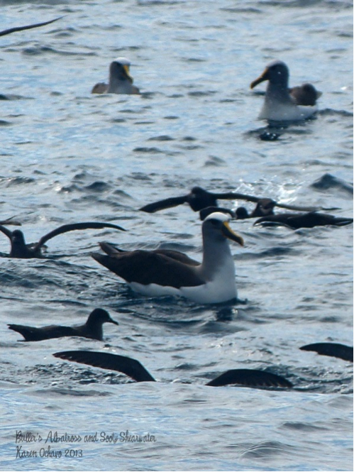 Buller’s Albatross surrounded by Sooty Shearwater at Bruny Island, Tasmania