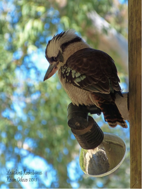 Laughing Kookaburra keeping a keen eye on our breakfast at Carnarvon Gorge National Park, Northern Queensland