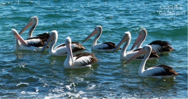 Australian Pelicans at North Stradbroke Island, Queensland