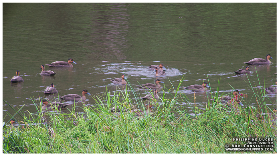 Philippine Ducks. Photo by Adri Constantino.
