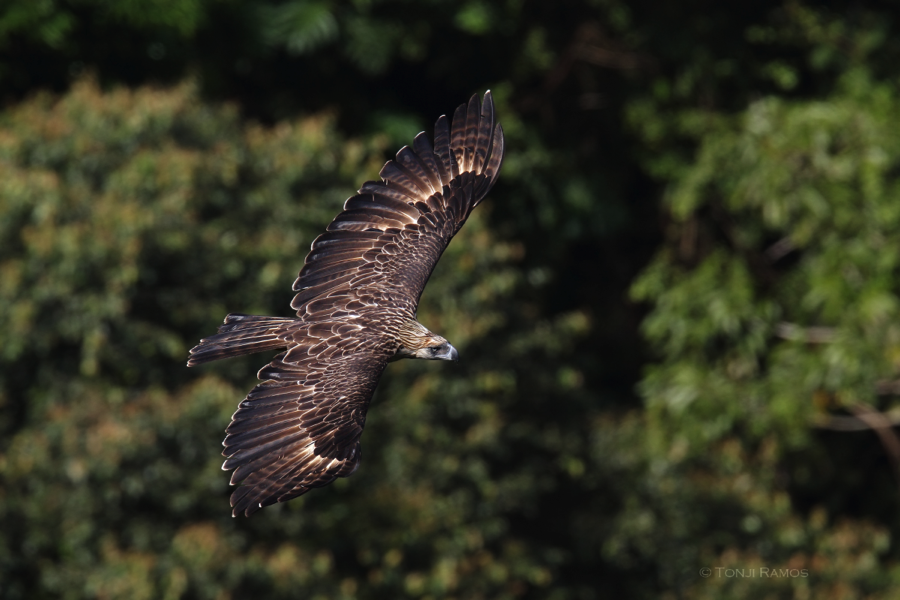 Philippine Eagle. Photo by Tonji Ramos.