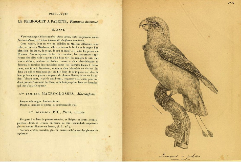 Vieillot’s Galerie des Oiseaux (1822): Blue-crowned Racket-tail