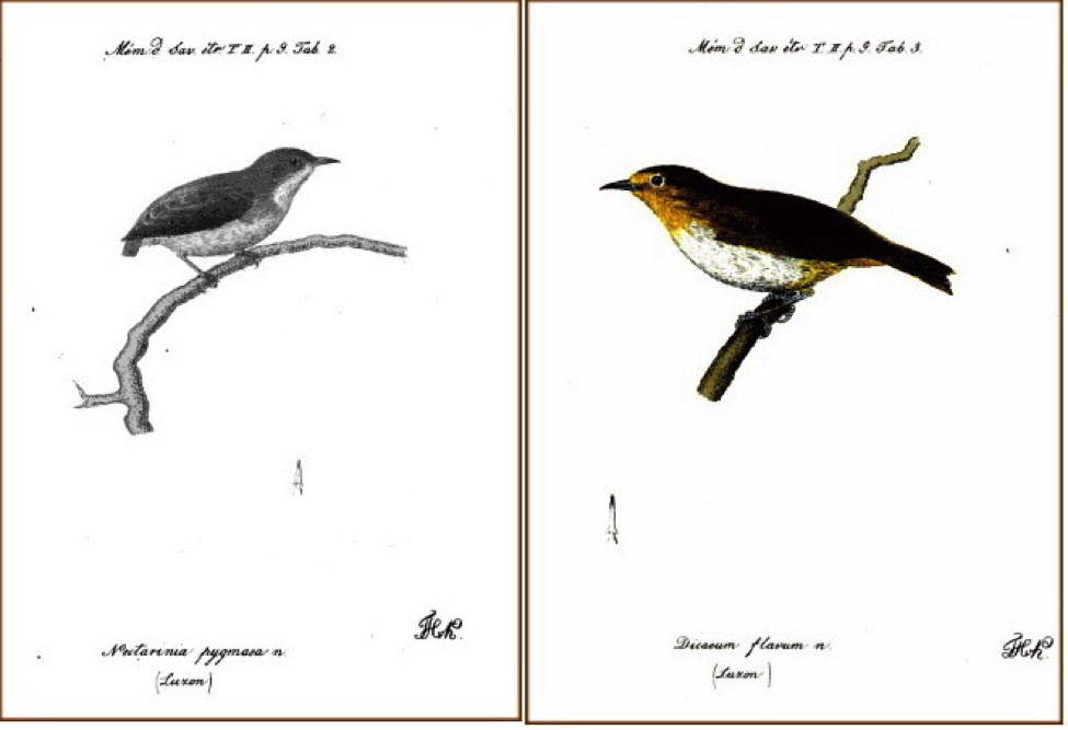 Kittlitz’ Birds of Luzon (1835): (left) Pygmy Flowerpecker; (right) Lowland White-eye