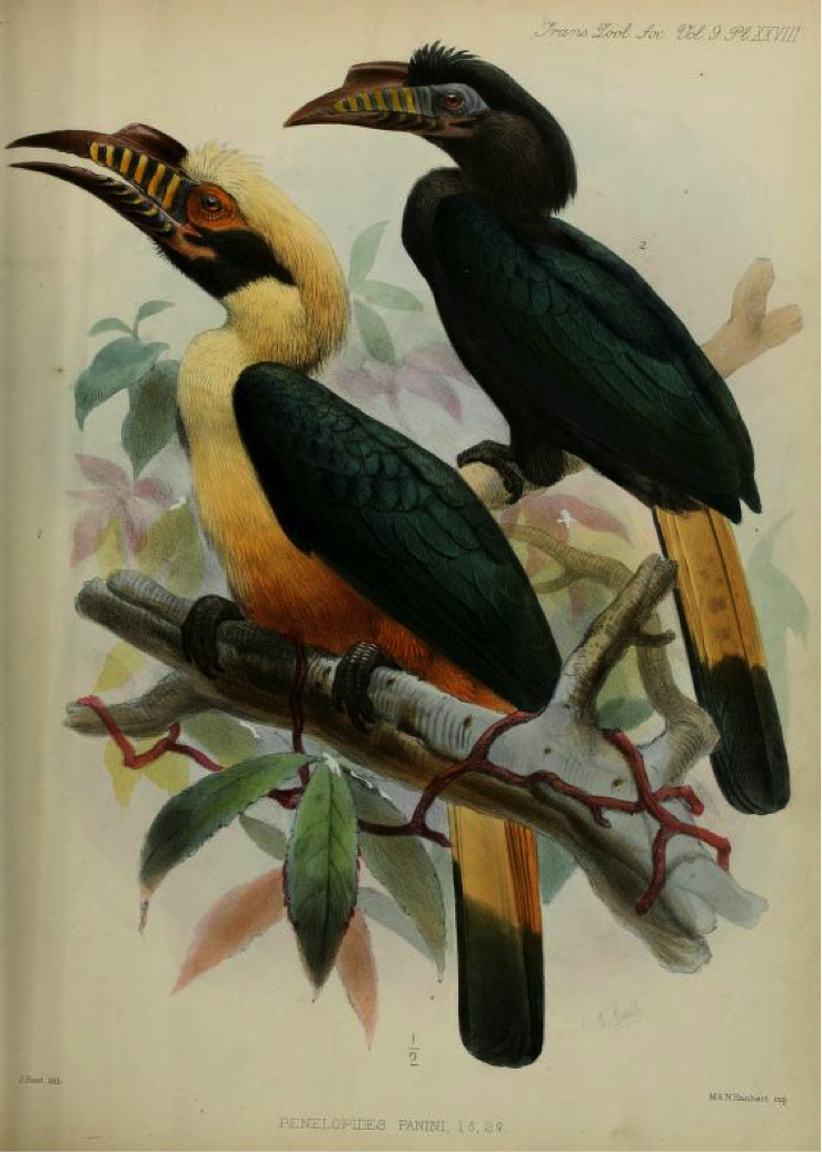 Walden’s: A List of Birds known to inhabit the Philippine Archipelago (1875): Visayan Hornbill