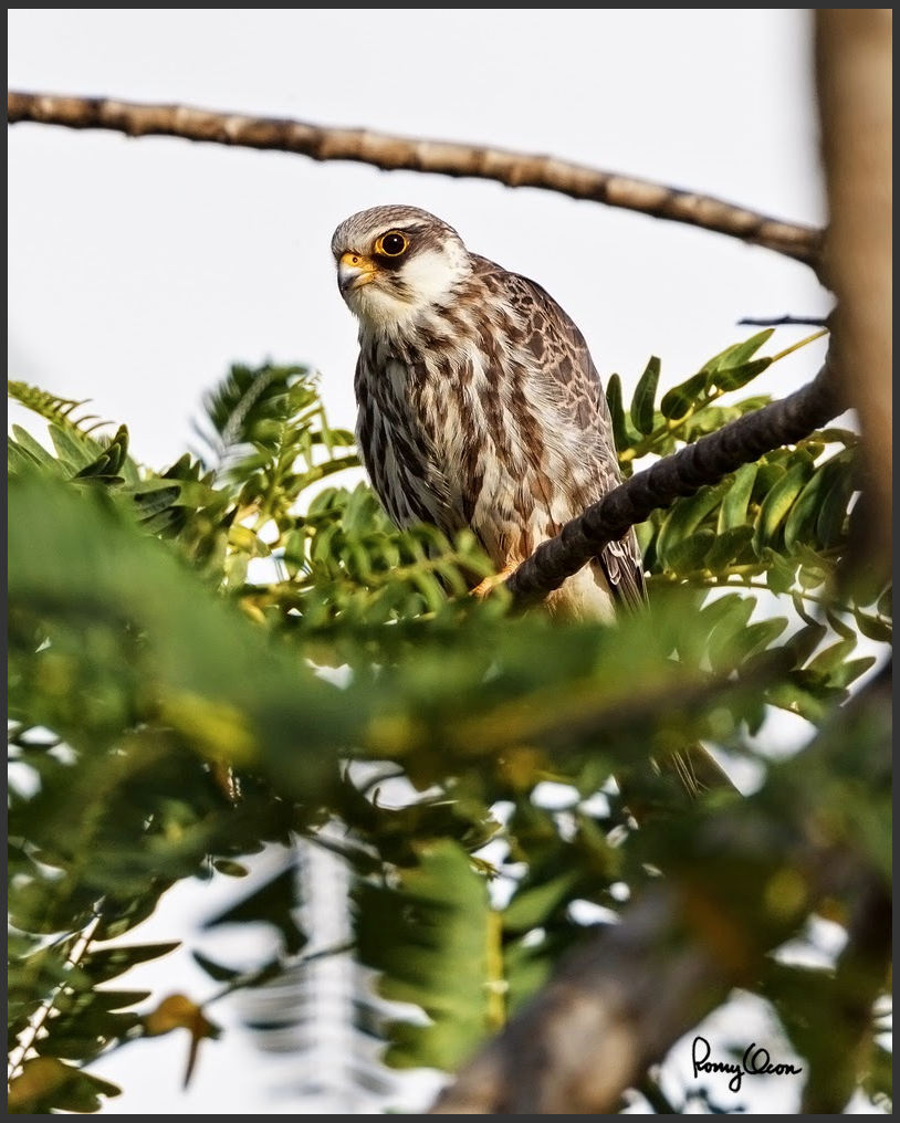 Amur Falcon by Romy Ocon