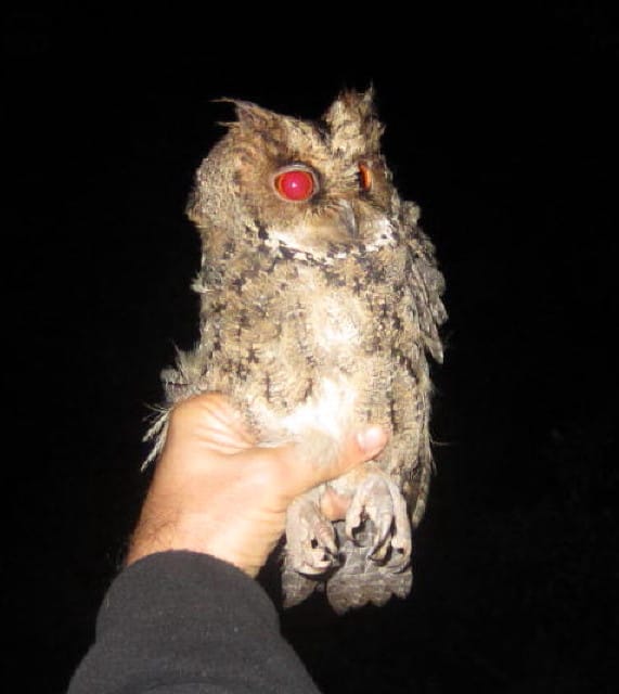 a stunned Philippine Scops Owl