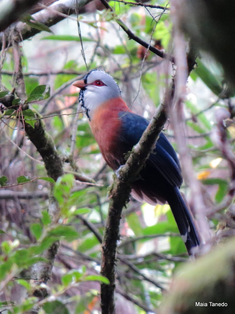 Scale-feathered Malkoha. Awesome lifer for first-time birders! 