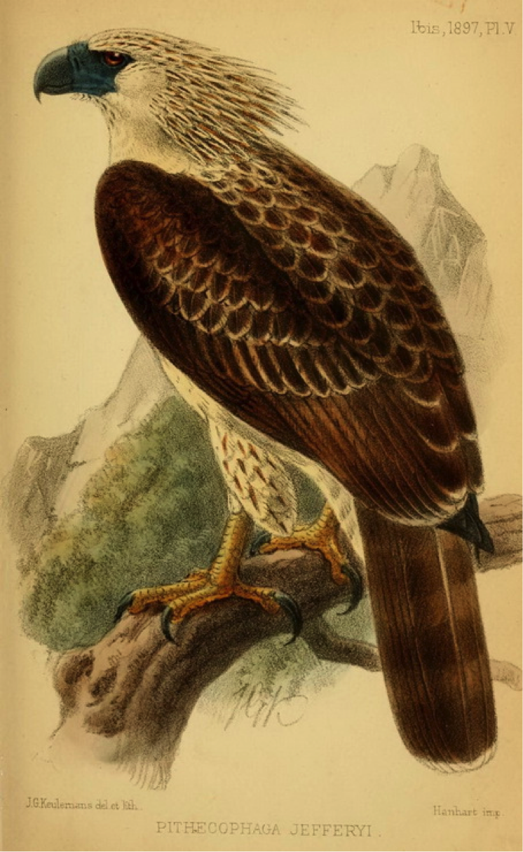 Ogilvie-Grant in The Ibis (1897): Philippine Eagle