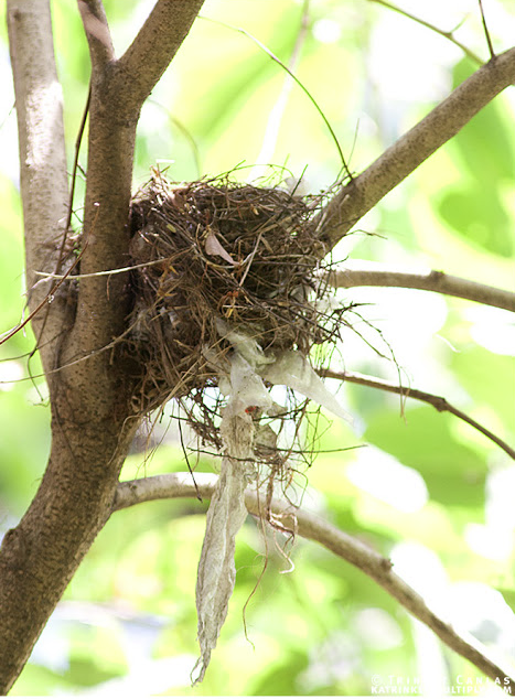 shrike nest