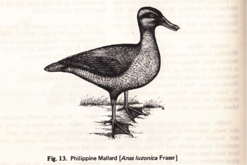 Rabor’s Philippine Birds and Mammals (1977): Philippine Duck