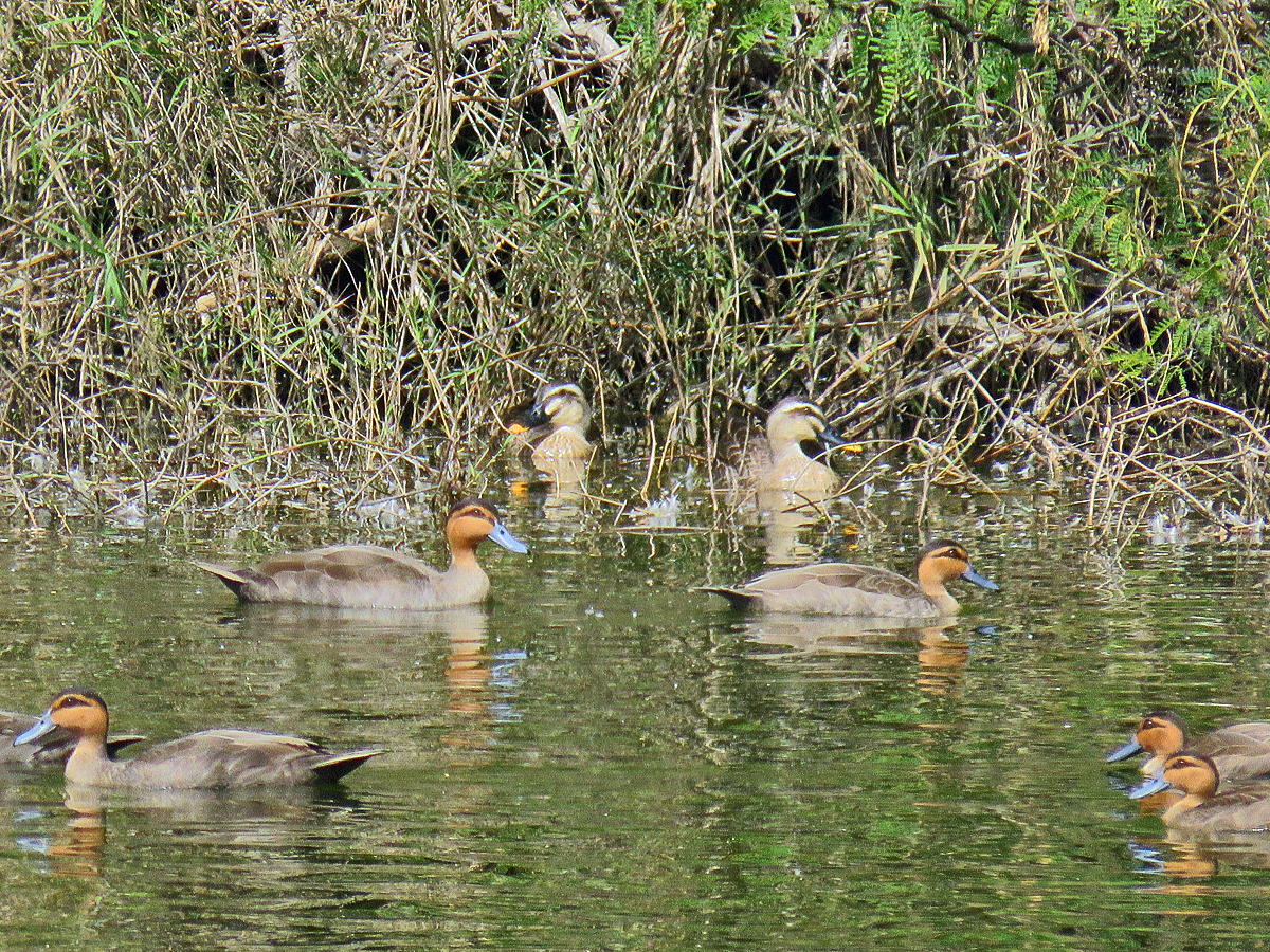 Spot-billed ducks are rare migrants in the Philippines but they have been recorded a few times in the ponds of Barangay Gabu, Laoag City.