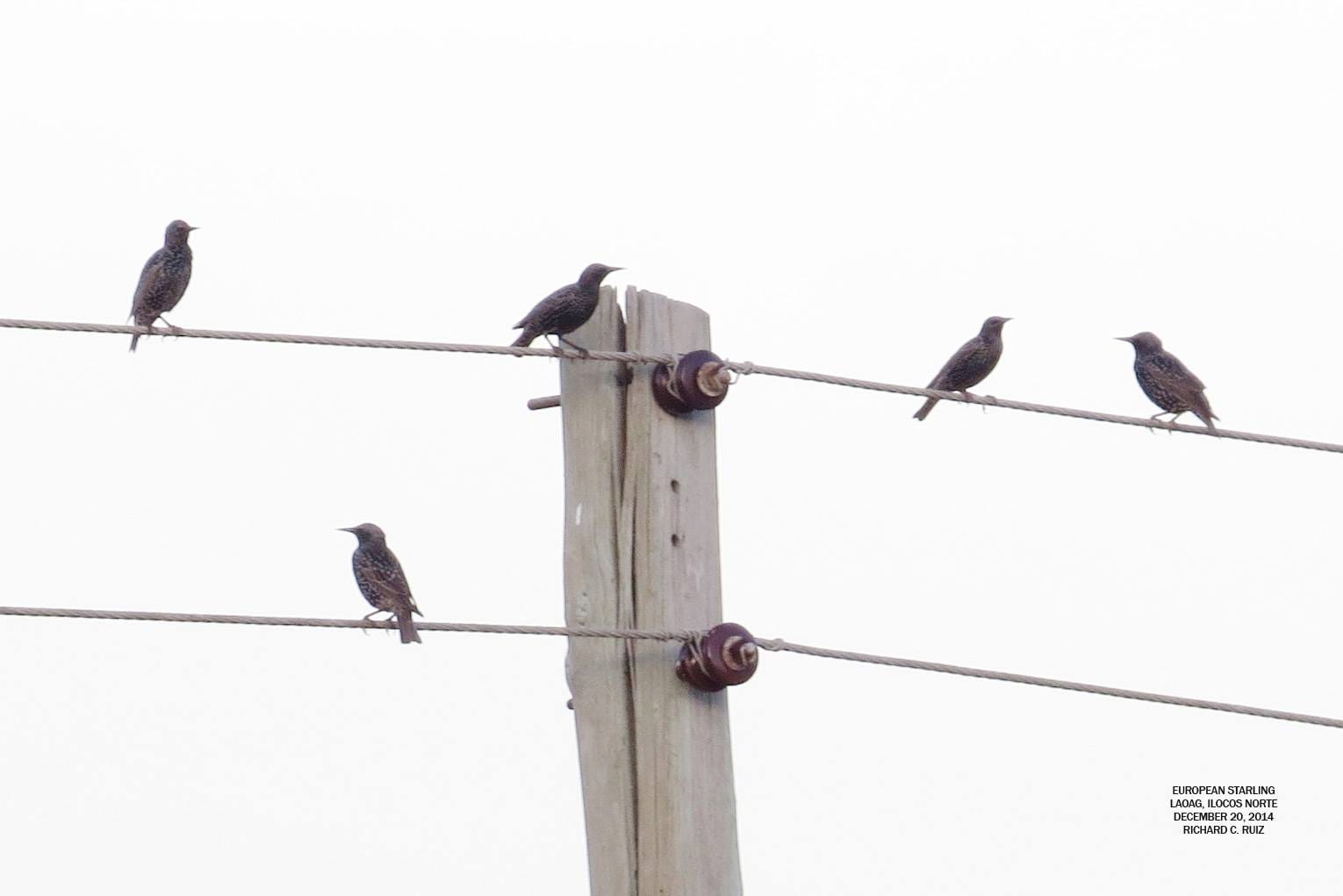 Common Starlings in Laoag, Ilocos Norte (17-23 December 2014.) Photo by Richard Ruiz.