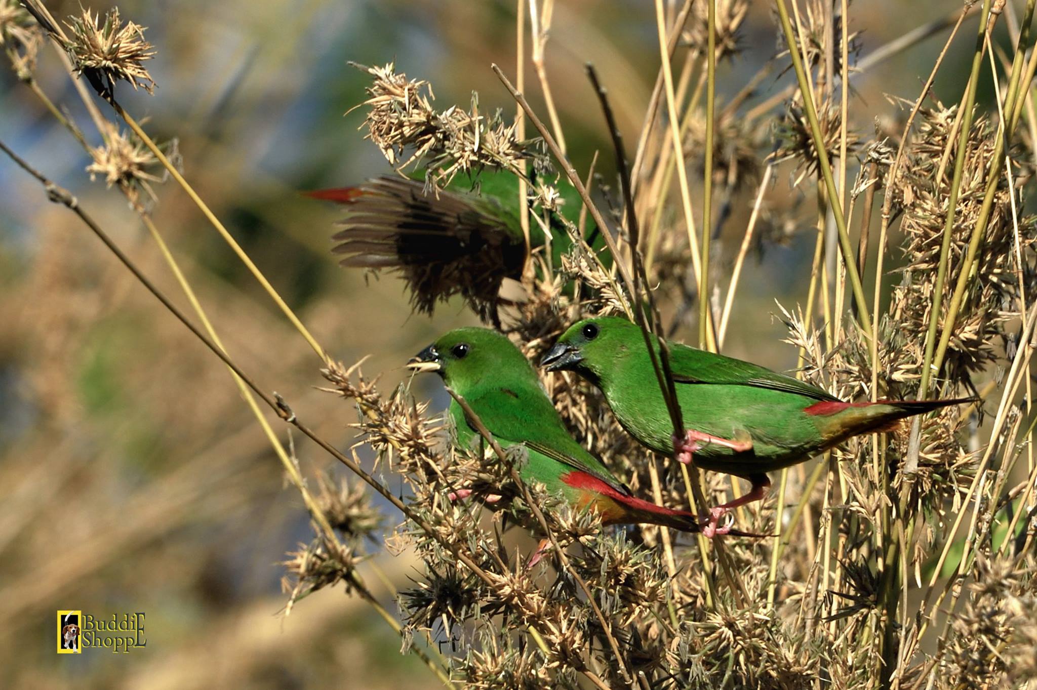 Green-faced Parrotfinches in Bataan (12 February 2015.) Photo by Auckhs Enjaynes.