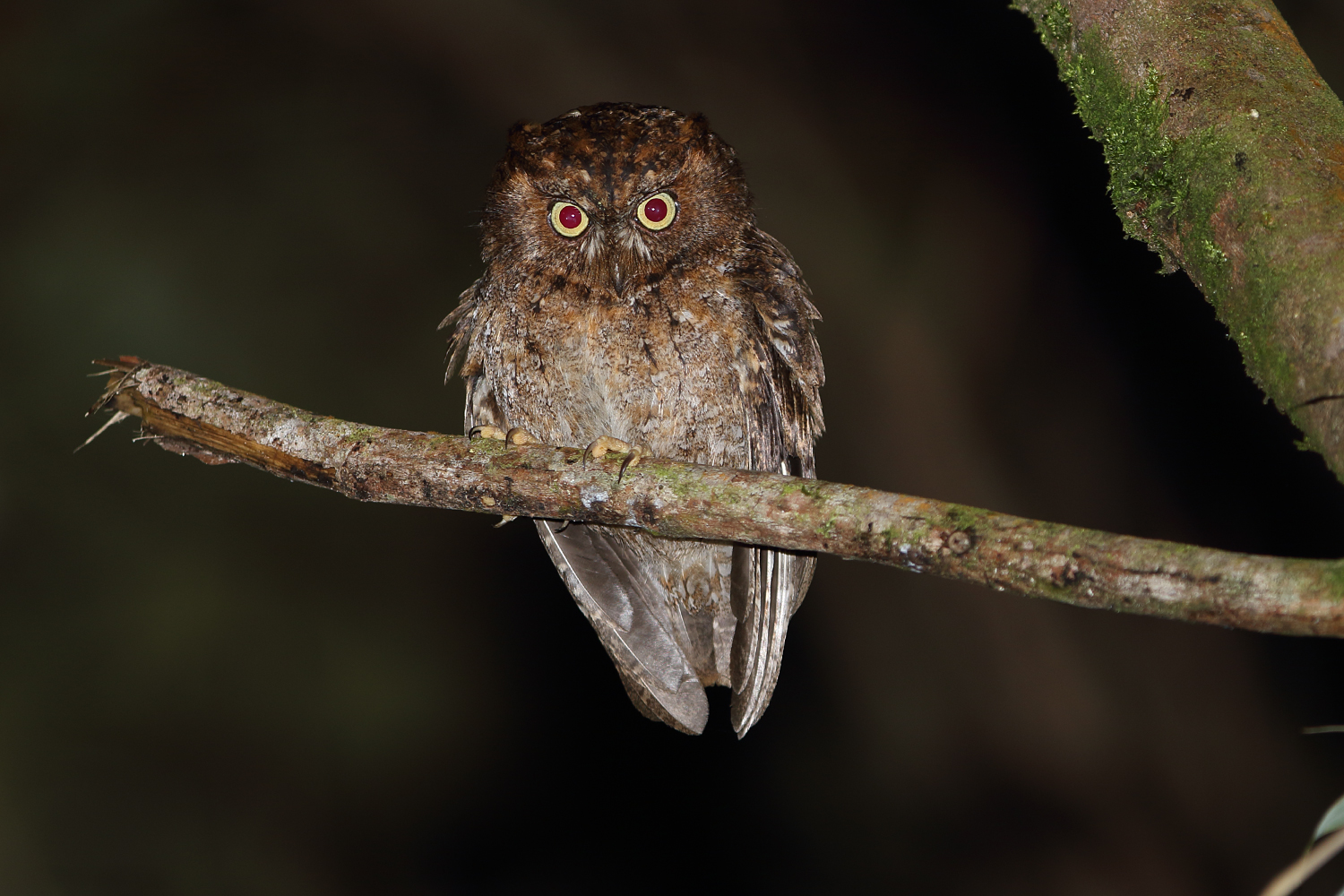 Mindoro Scops Owl. Photo by Robert Hutchinson.