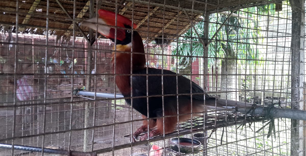 There were caged or tied birds at the Durian Garden compound, including a Rufous Hornbill. [Tin Telesforo]