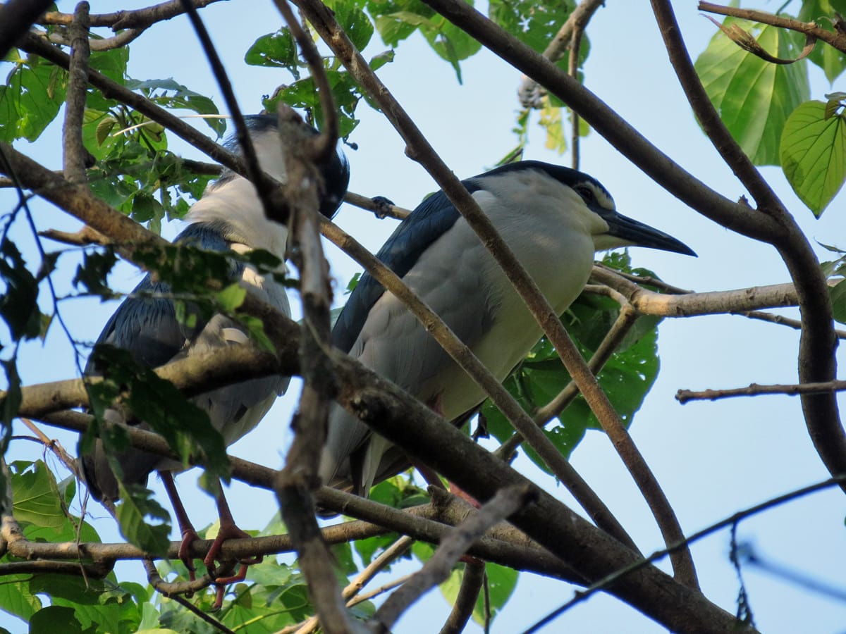The Black-Crowned Night Herons looked peaceful in sleep, but they occasionally opened their eyes when disturbed by the racket of courting egrets. [Tin Telesforo]
