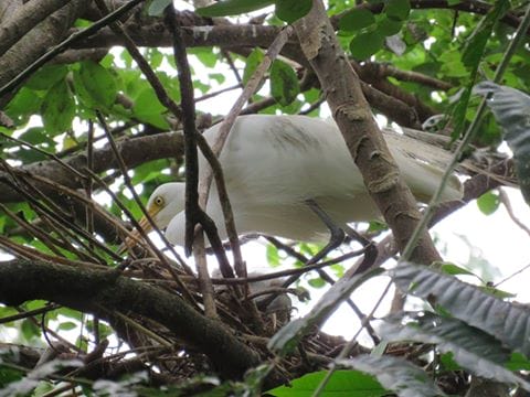 09 Intermediate Egret breeding