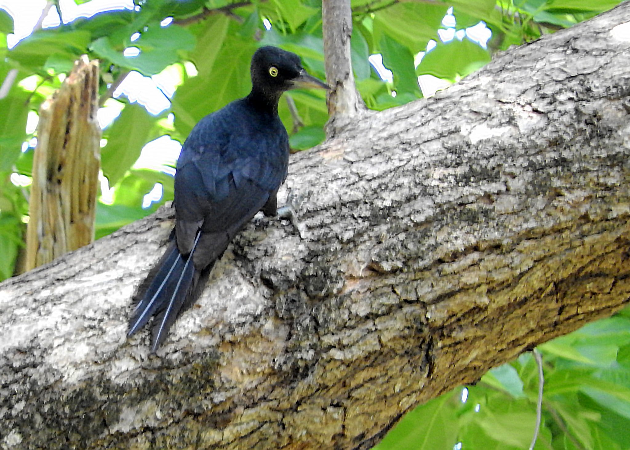 DSCN3258 Wild Bird Club of the Philippines