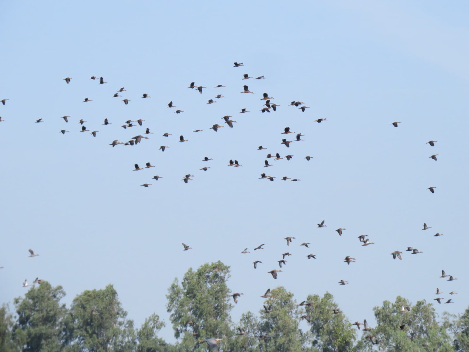 Birdwatching 101 Migration Season Wild Bird Club Of The Philippines Birdwatching 101 Migration Season Wild Bird Club Of The Philippines
