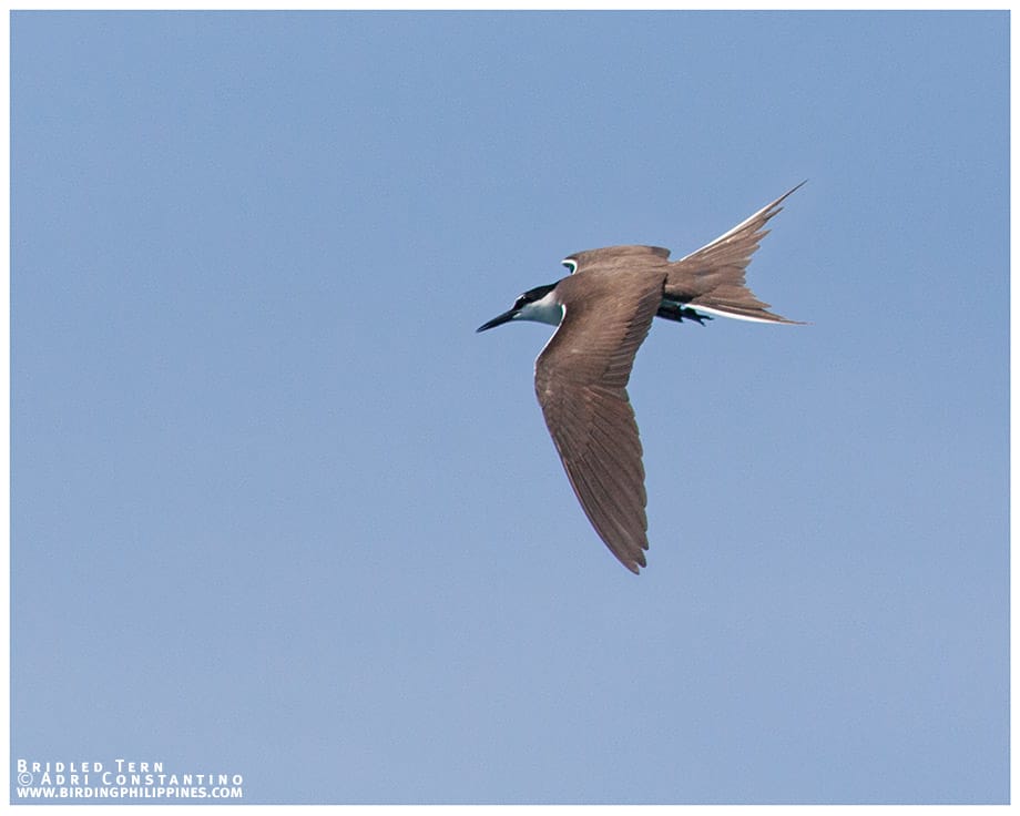 photo02_bridled tern