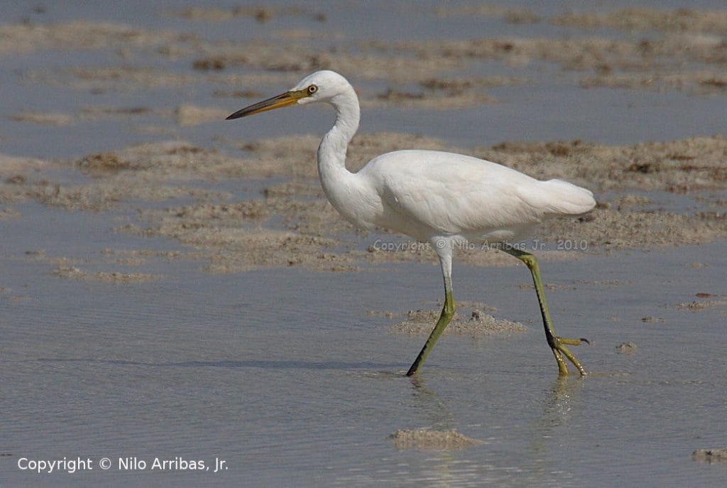 BIRDING IN OLANGO WILDLIFE SANCTUARY – Wild Bird Club of the Philippines