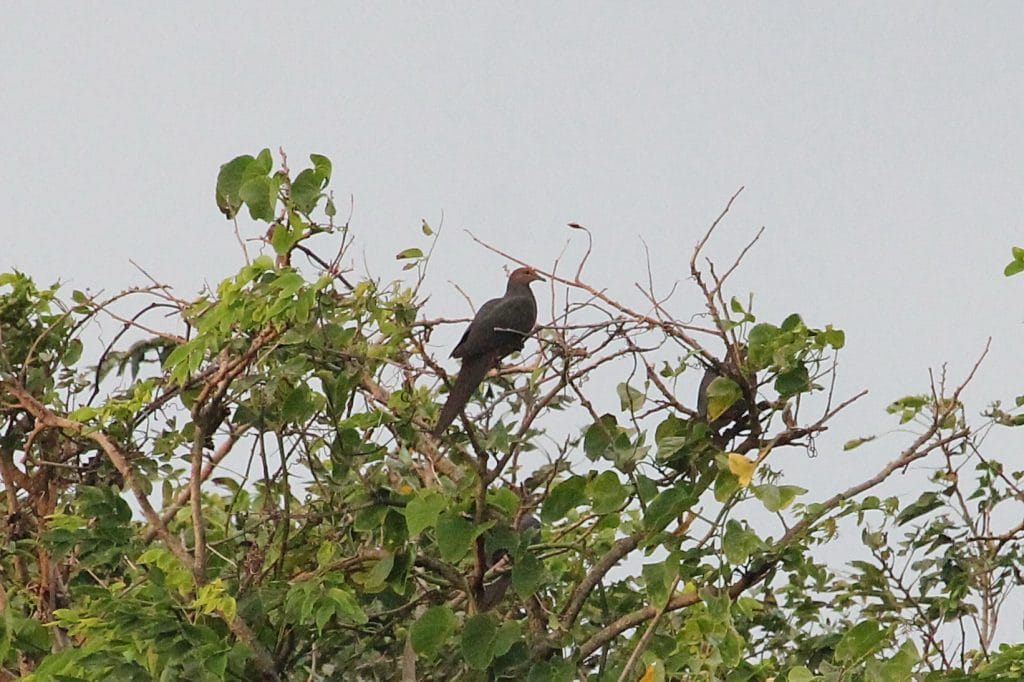 FEATURED BIRDING SITE: BATANES ISLANDS – Wild Bird Club of the Philippines