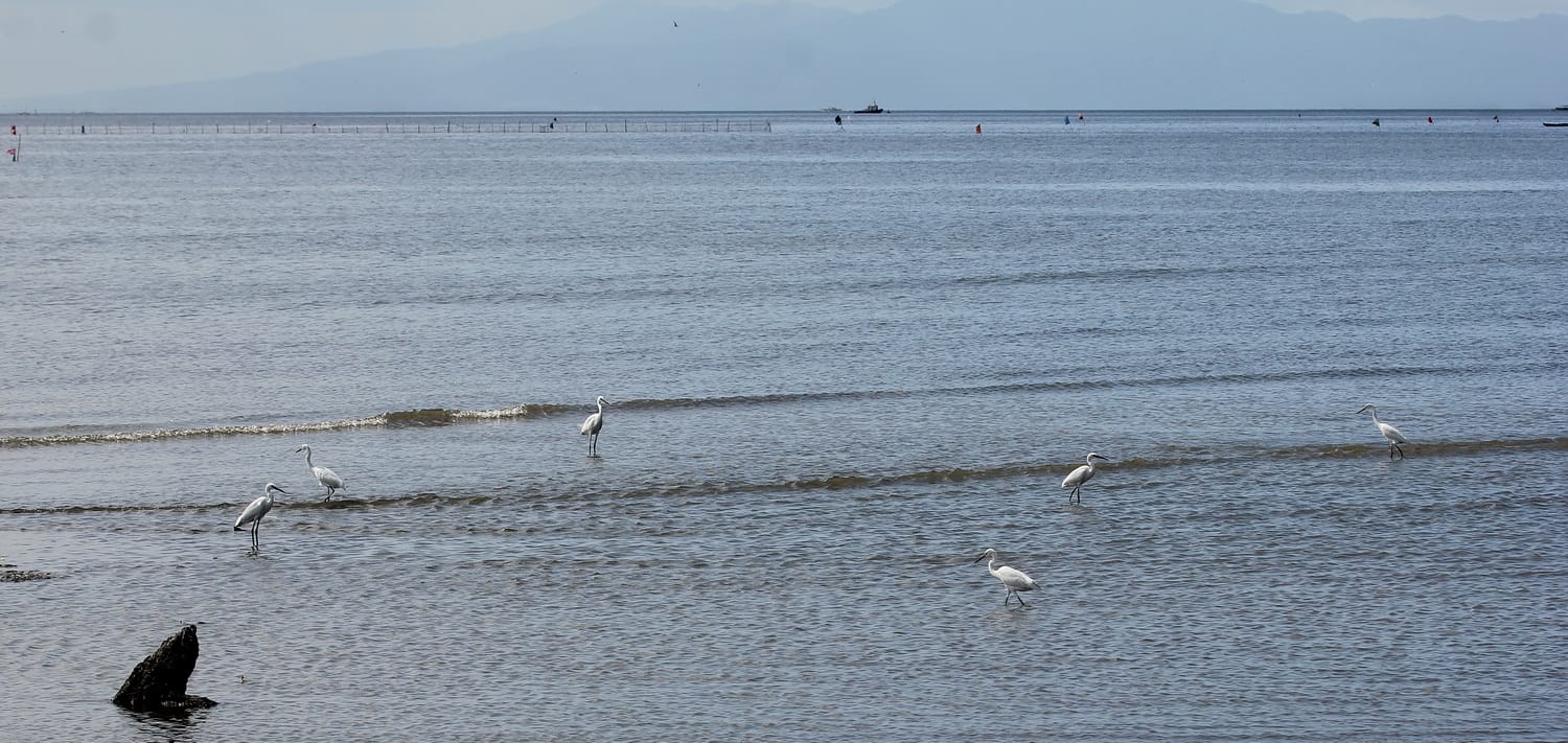 Little Egret in the water, Mount Mariveles, Bataan in the background. Photo by Christian Perez.