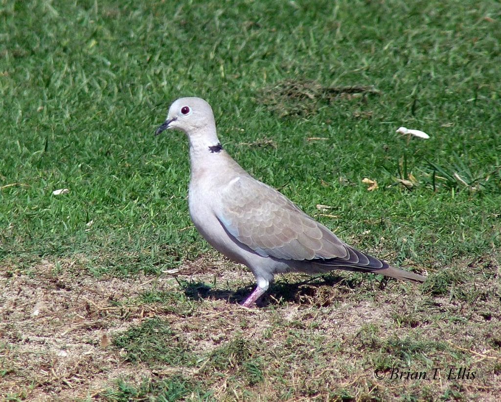 Collared Dove Wild Bird Club of the Philippines