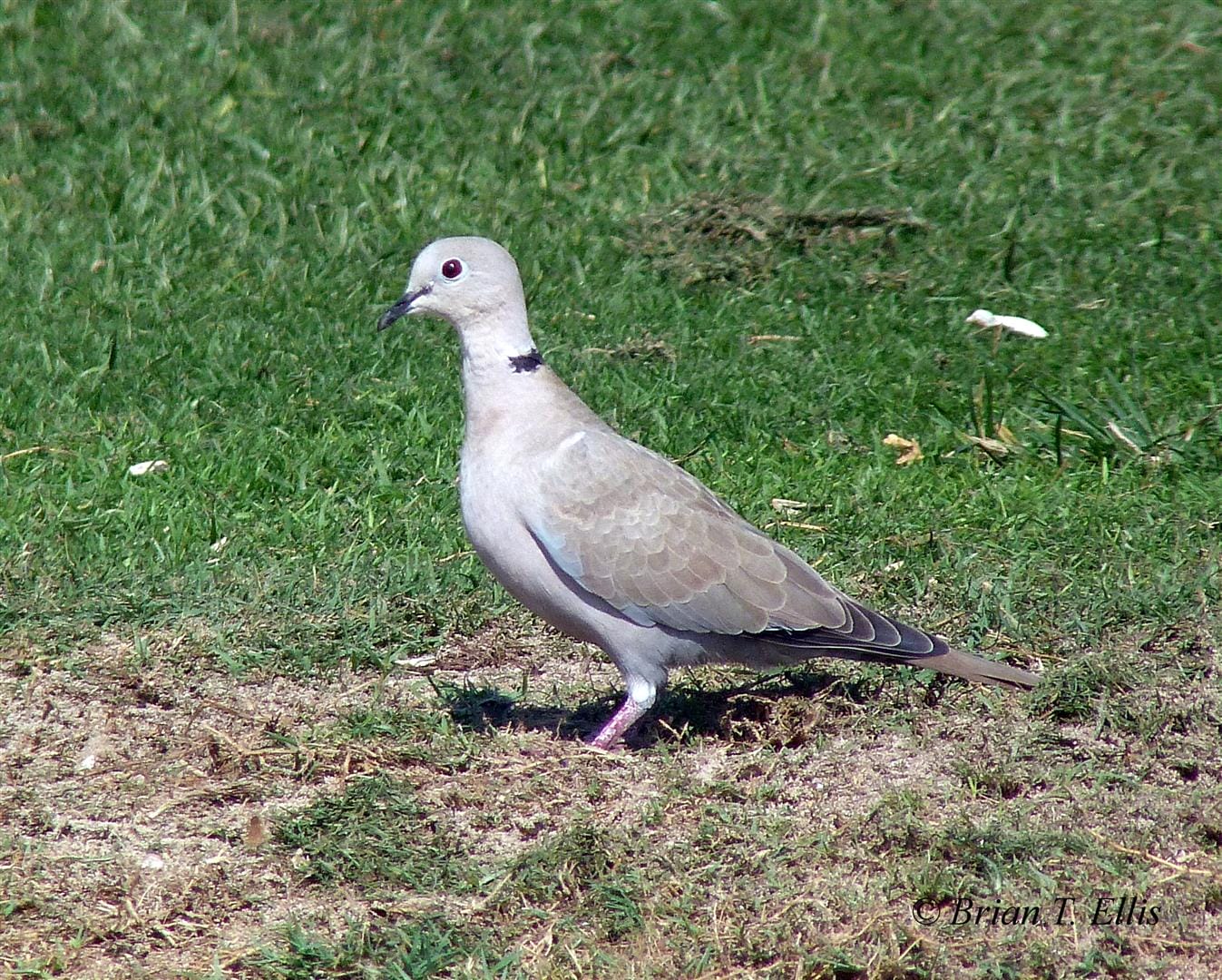 Collared Dove – Wild Bird Club of the Philippines