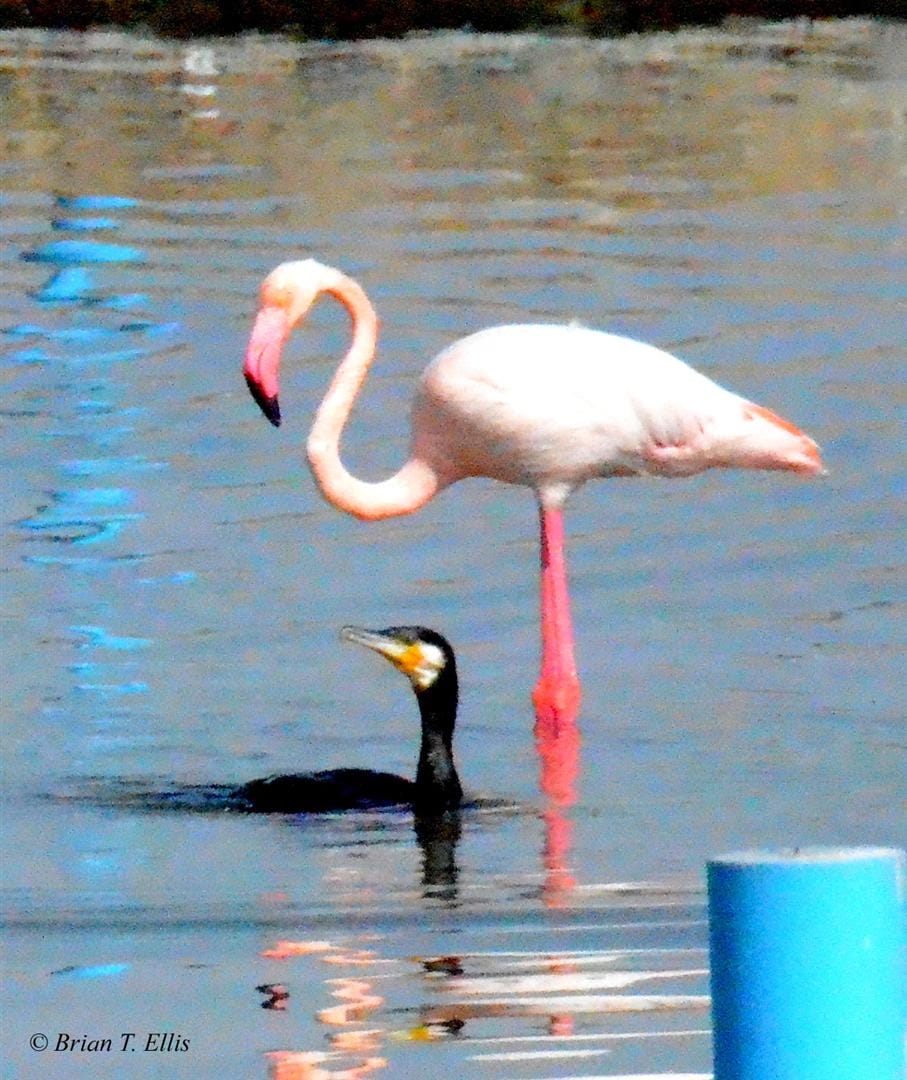 Greater Cormorant and Flamingo