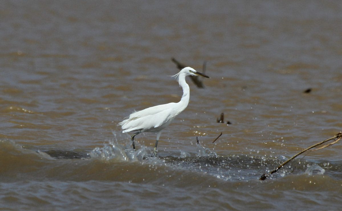 Chinese Egret. Thanks for the ID confirmation Sir Des. Photo by Pete Simpson.